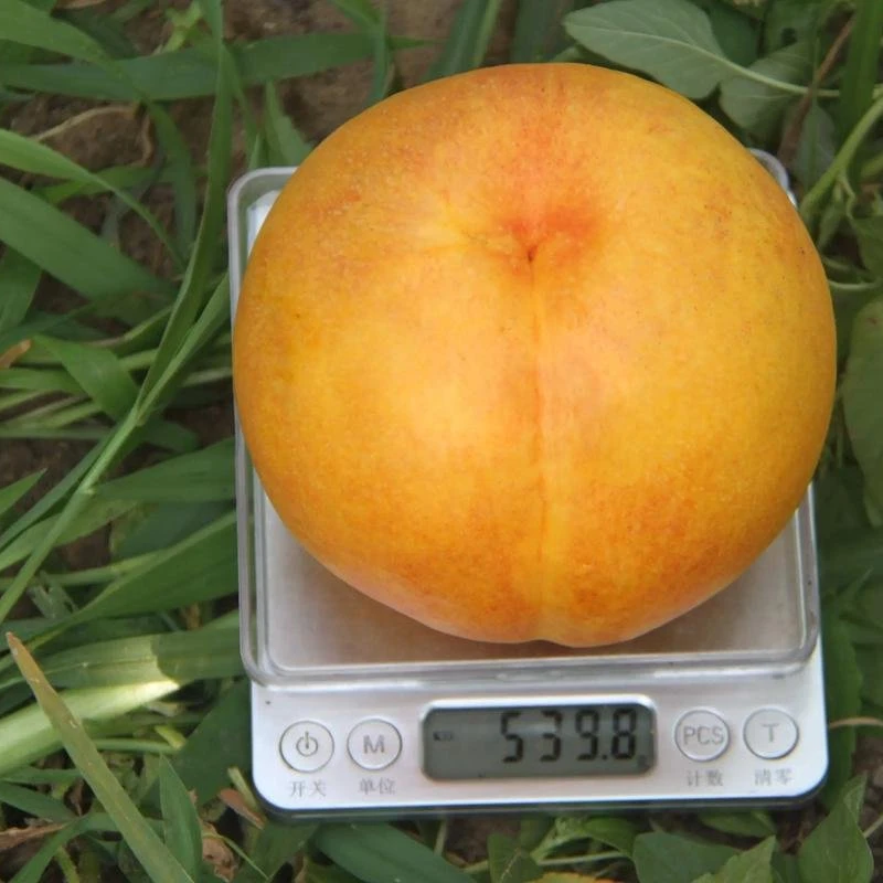 【金缘油桃】大果型油桃新品种