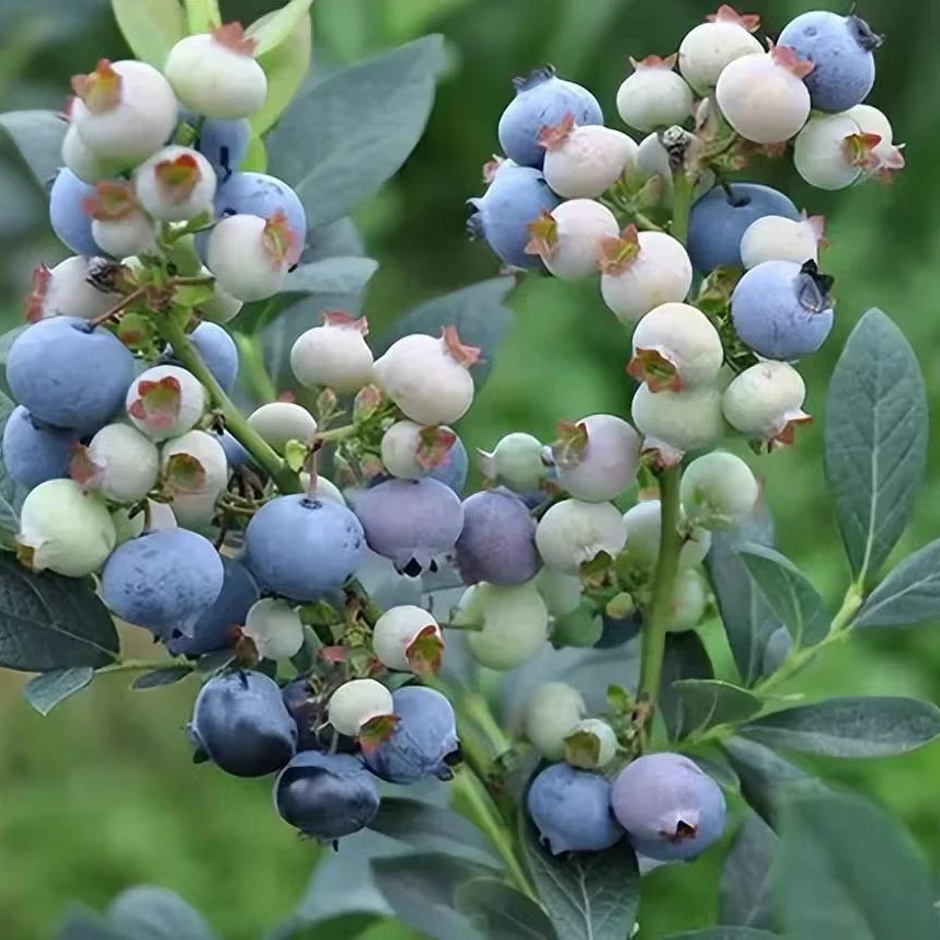 【3年】新千年蓝莓大盆苗阳台庭院特别适合栽种