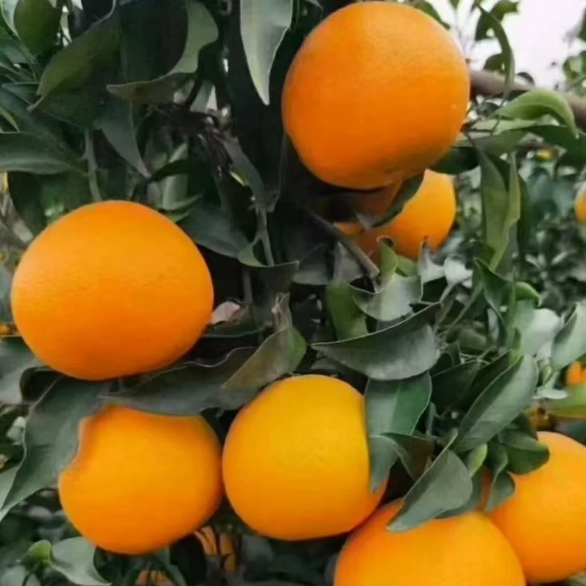 【阿蜜达】爱媛46新品种大果型早熟柑橘耐寒性强