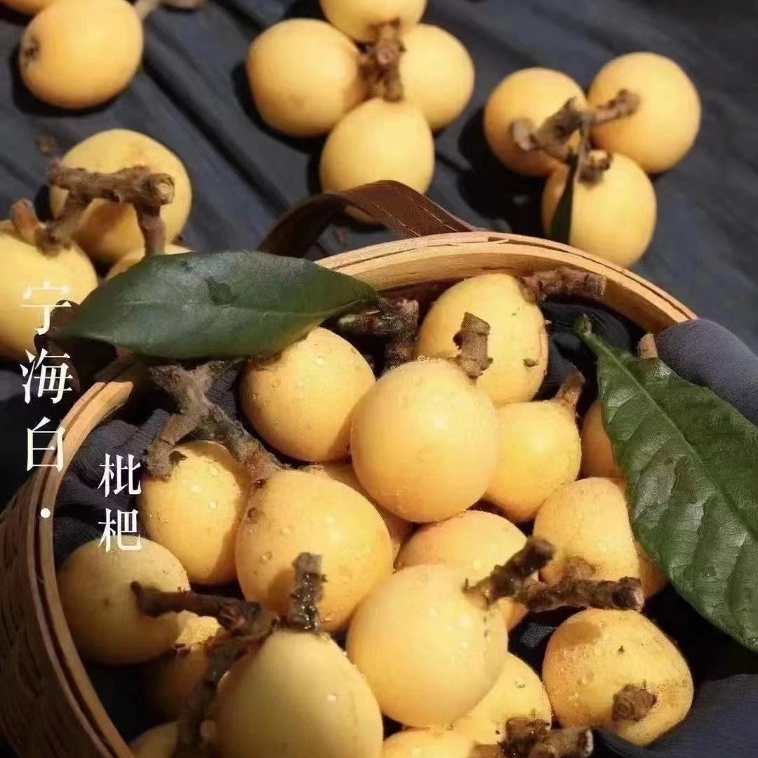 【宁海白枇杷苗】阳台盆栽小院地栽白嫩细腻风味浓甜水分足好种