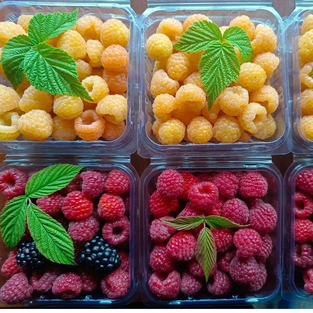 波尔卡红树莓黑水晶树莓