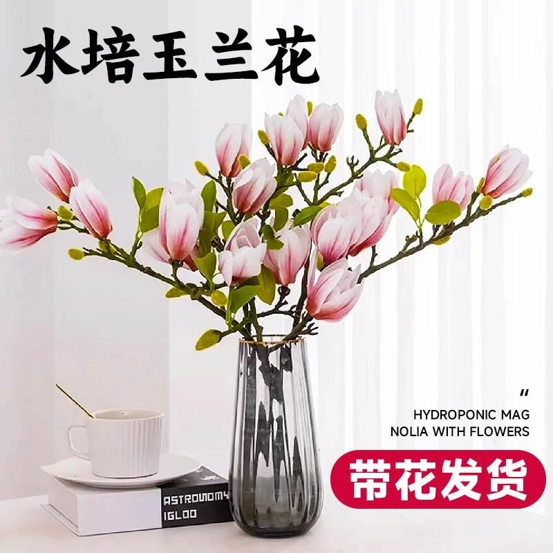 白玉兰鲜切紫玉兰鲜花干枝鲜枝水培植物带花苞雪柳腊梅室内花卉