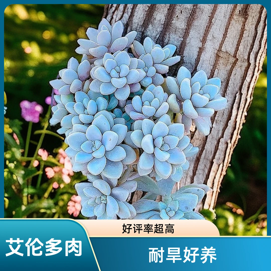 艾伦  光头强多肉植物散光上盆种植固定净化空气耐旱