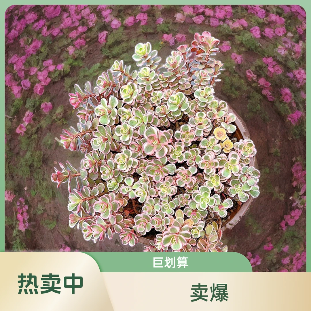 小球玫瑰锦 光头强多肉植物散光上盆种植固定净化空气耐旱