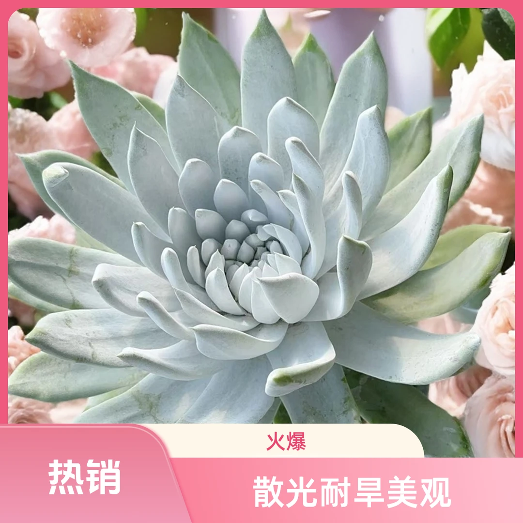 【6年老桩雪山】光头强多肉植物散光上盆固定种植耐旱净化空气 仙