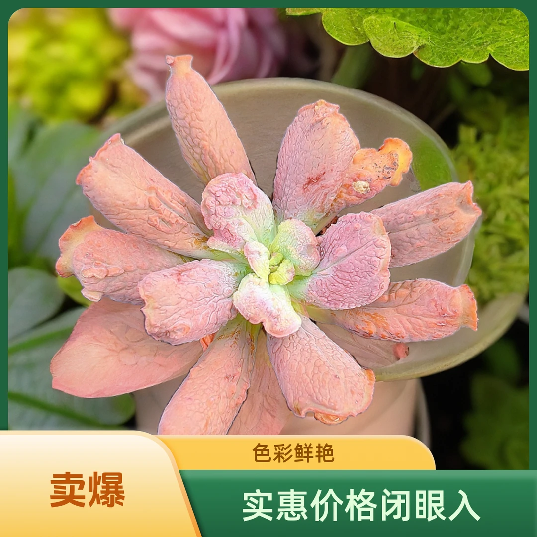 狂野男爵 光头强多肉植物散光上盆种植固定净化空气耐旱