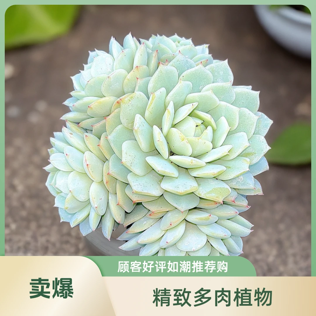 静夜发2盆 光头强多肉植物散光上盆种植固定净化空气耐旱