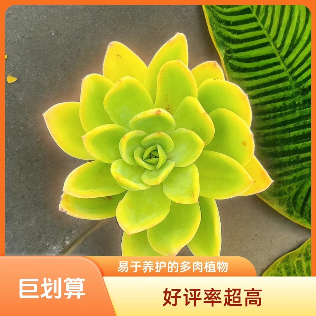 金辉发2盆   光头强多肉植物散光上盆种植固定净化空气耐旱