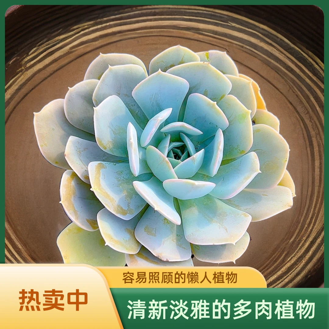 鲁氏石莲  光头强多肉植物散光上盆种植固定净化空气耐旱