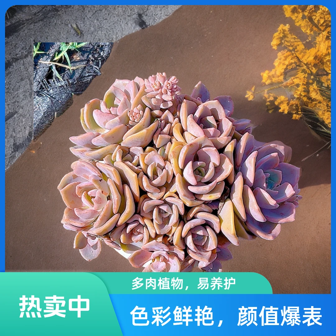 彩虹糖  光头强多肉植物散光上盆种植固定净化空气耐旱