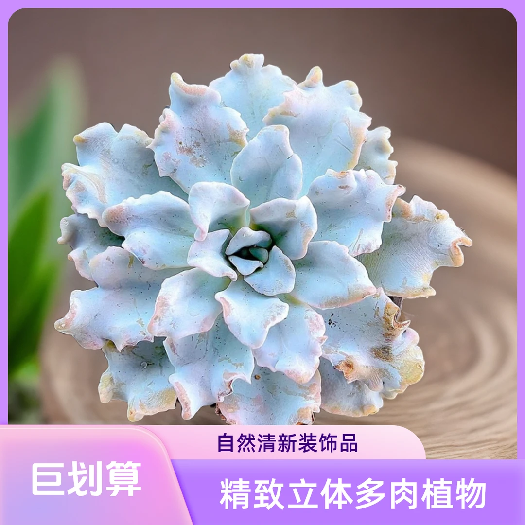芭蕾舞者 光头强多肉植物散光上盆种植固定净化空气耐旱