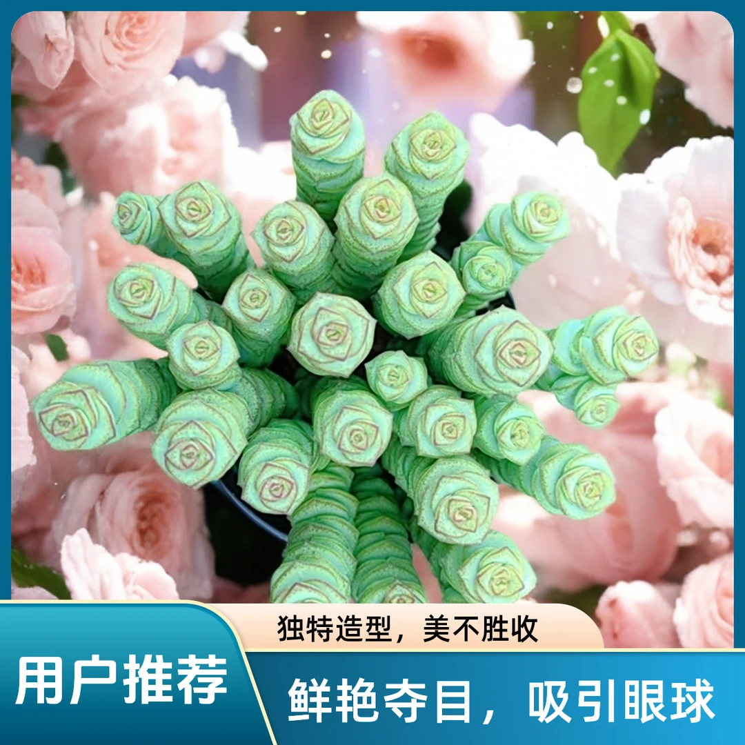 钱串串  多肉植物耐旱散光上盆固定种植净化空气