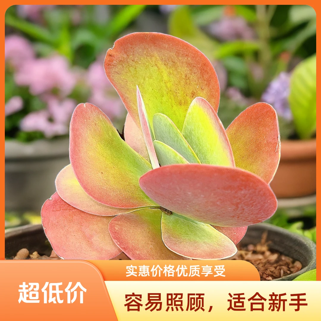 唐印 光头强多肉植物皮实耐旱散光上盆固定种植净化空气