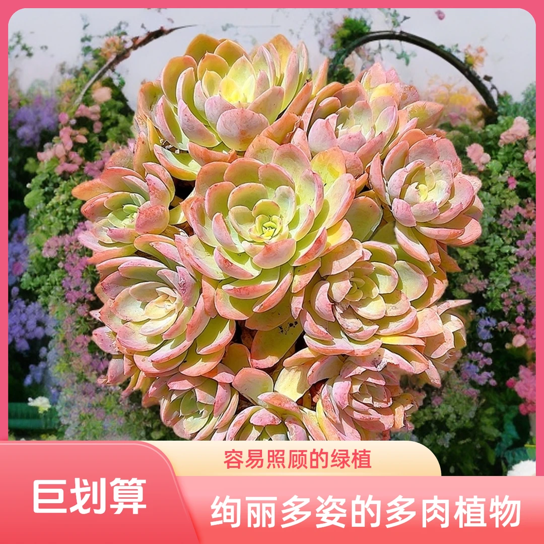 丝绸面纱 光头强多肉植物散光上盆种植固定净化空气耐旱