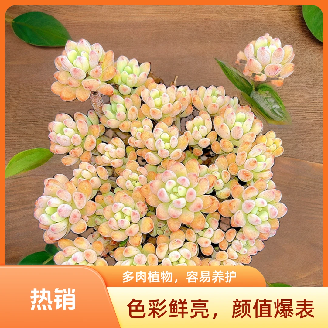 相思豆发2盆 光头强多肉植物散光上盆种植固定净化空气耐旱