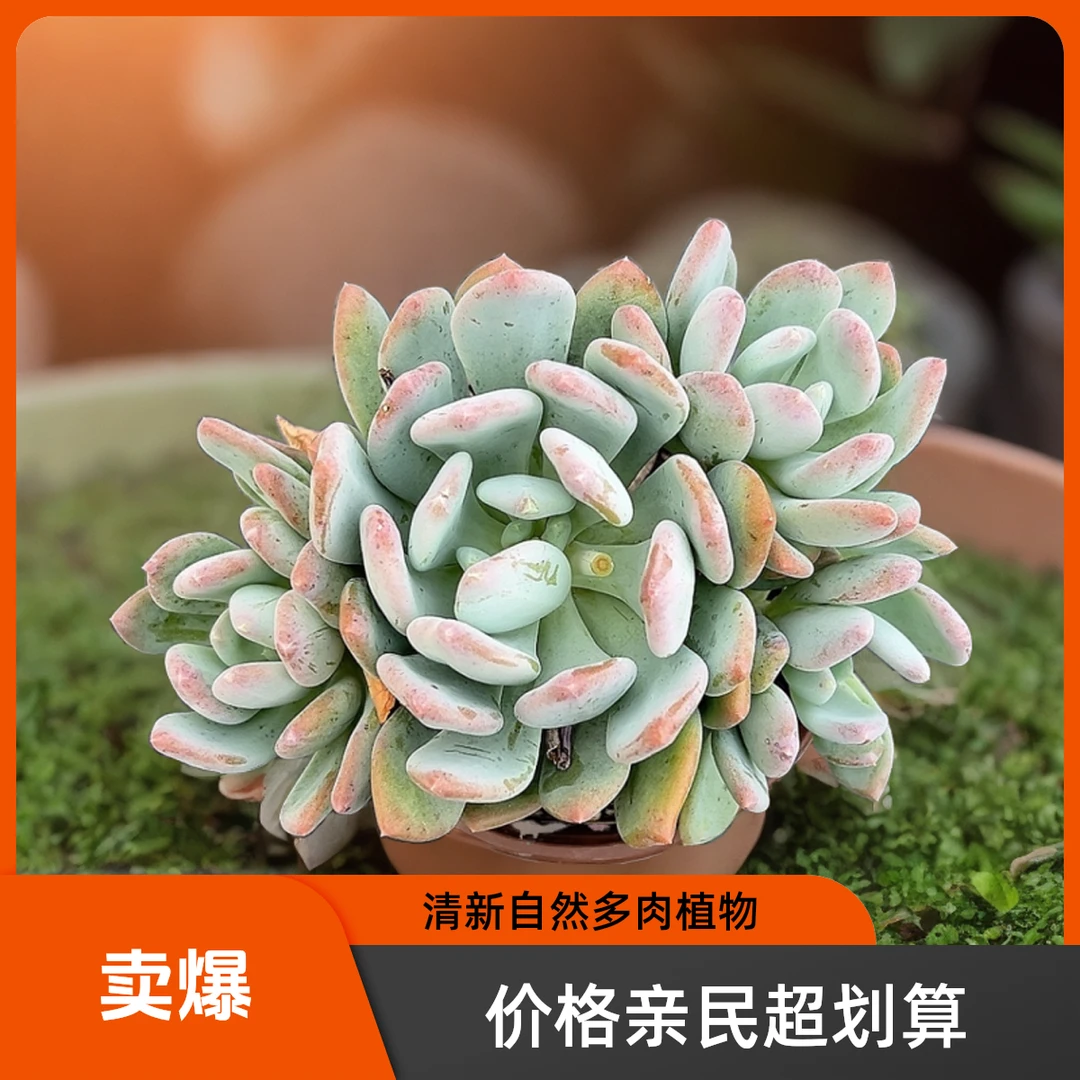 灰姑娘 光头强多肉植物散光上盆种植固定净化空气耐旱