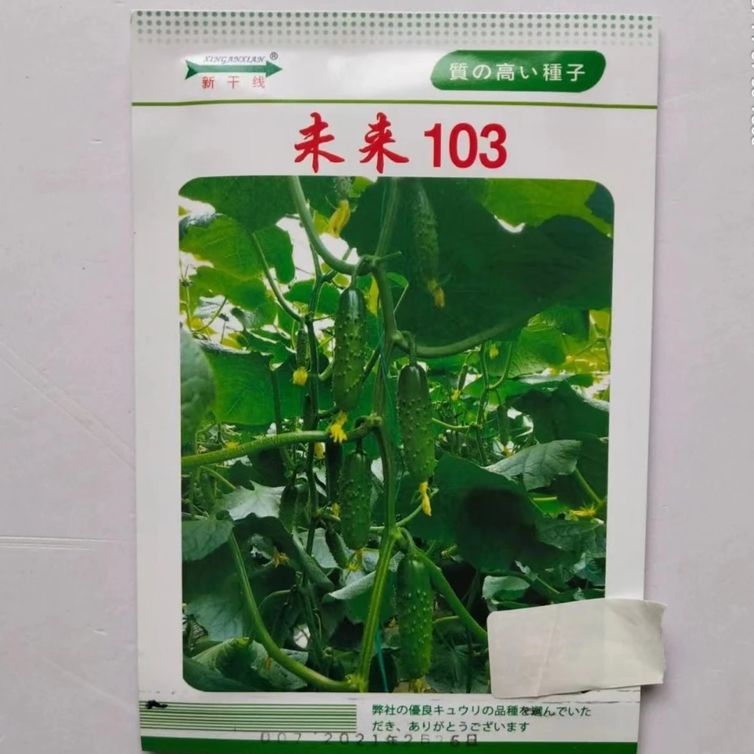 未来103强雌性节间短高产大苞旱黄瓜绿肉味鲜杂交品种种子