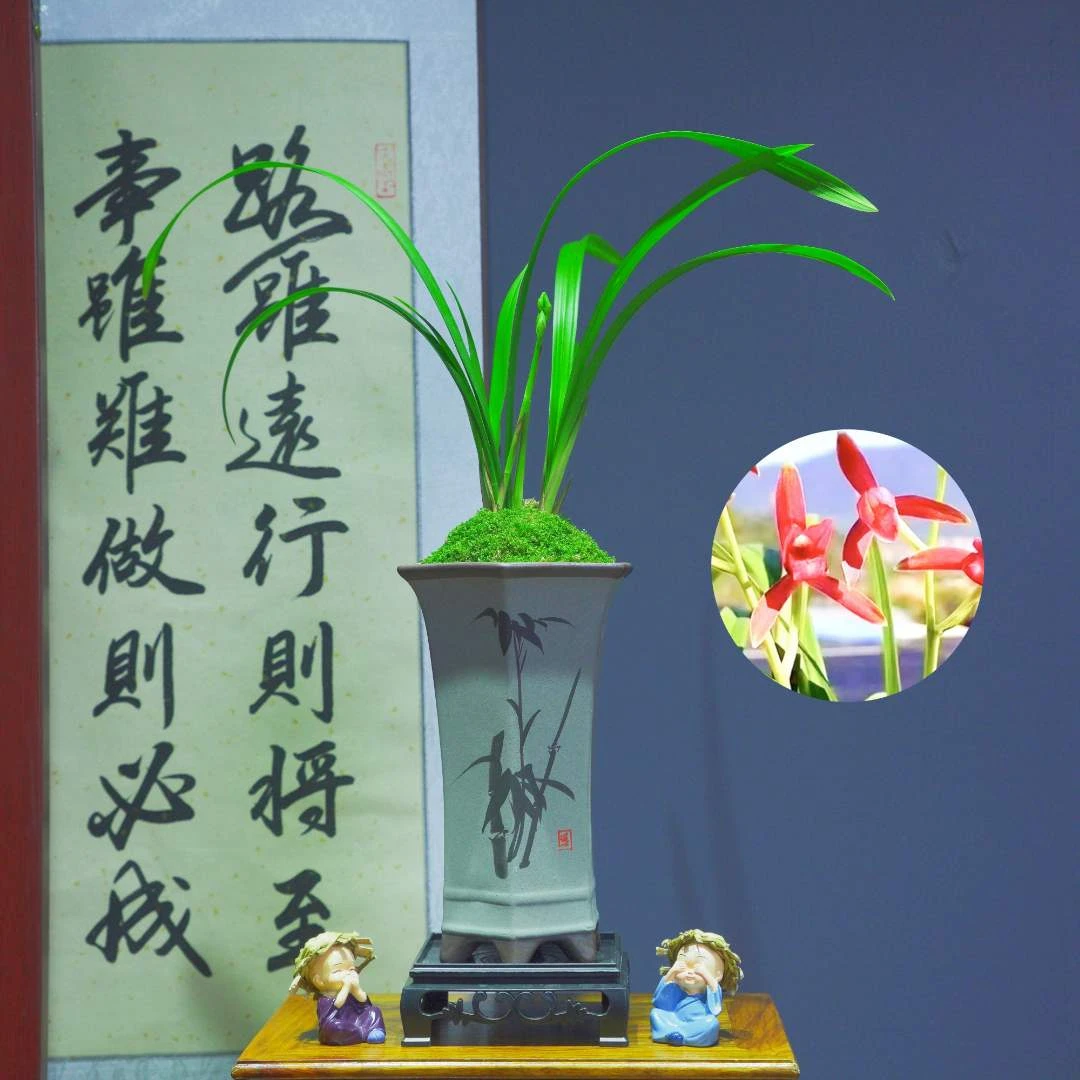 仙山红带陶瓷盆种好适合新手好养易活