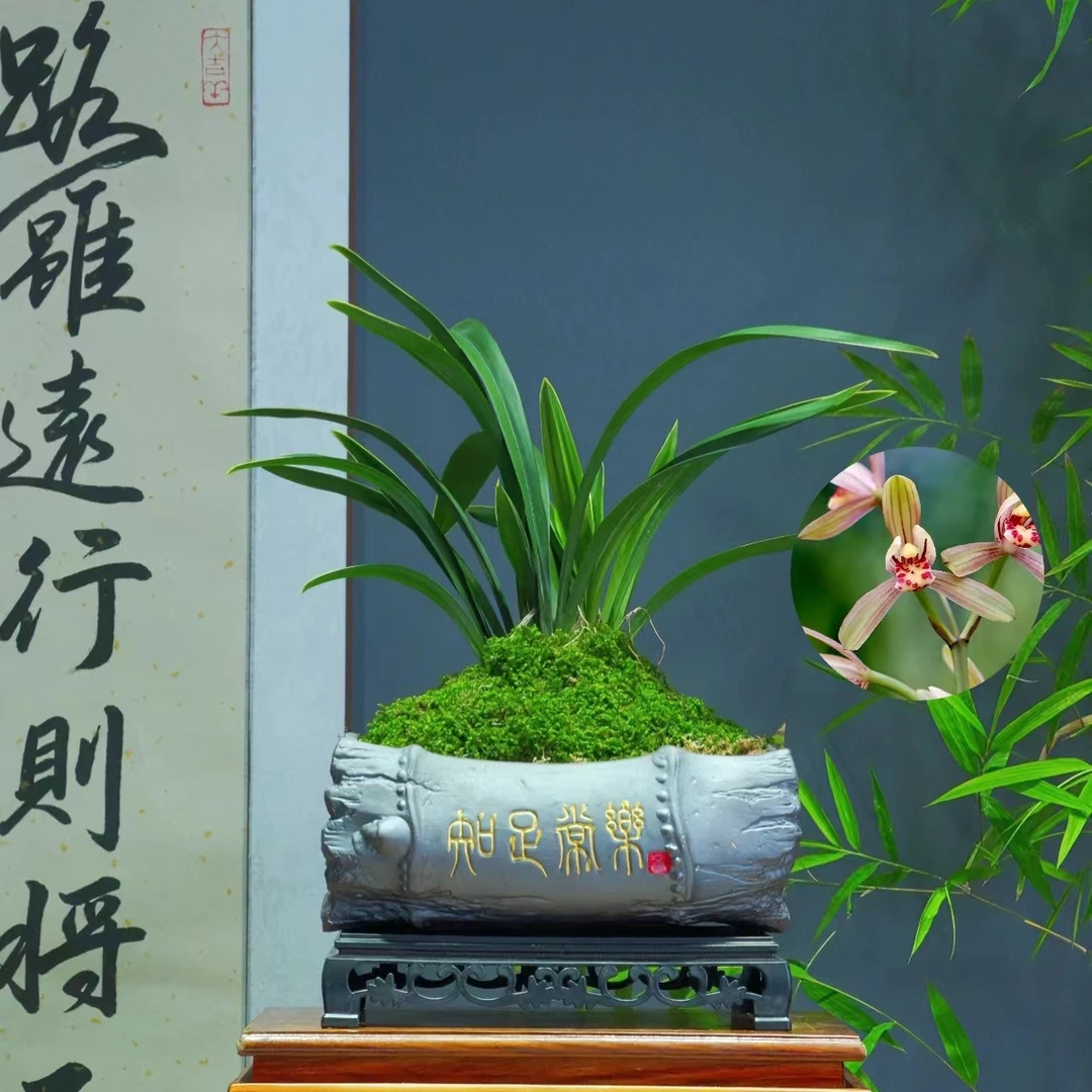 兰花建兰名品[禅月达摩]带知足常乐陶瓷盆种好适合新手好养易活
