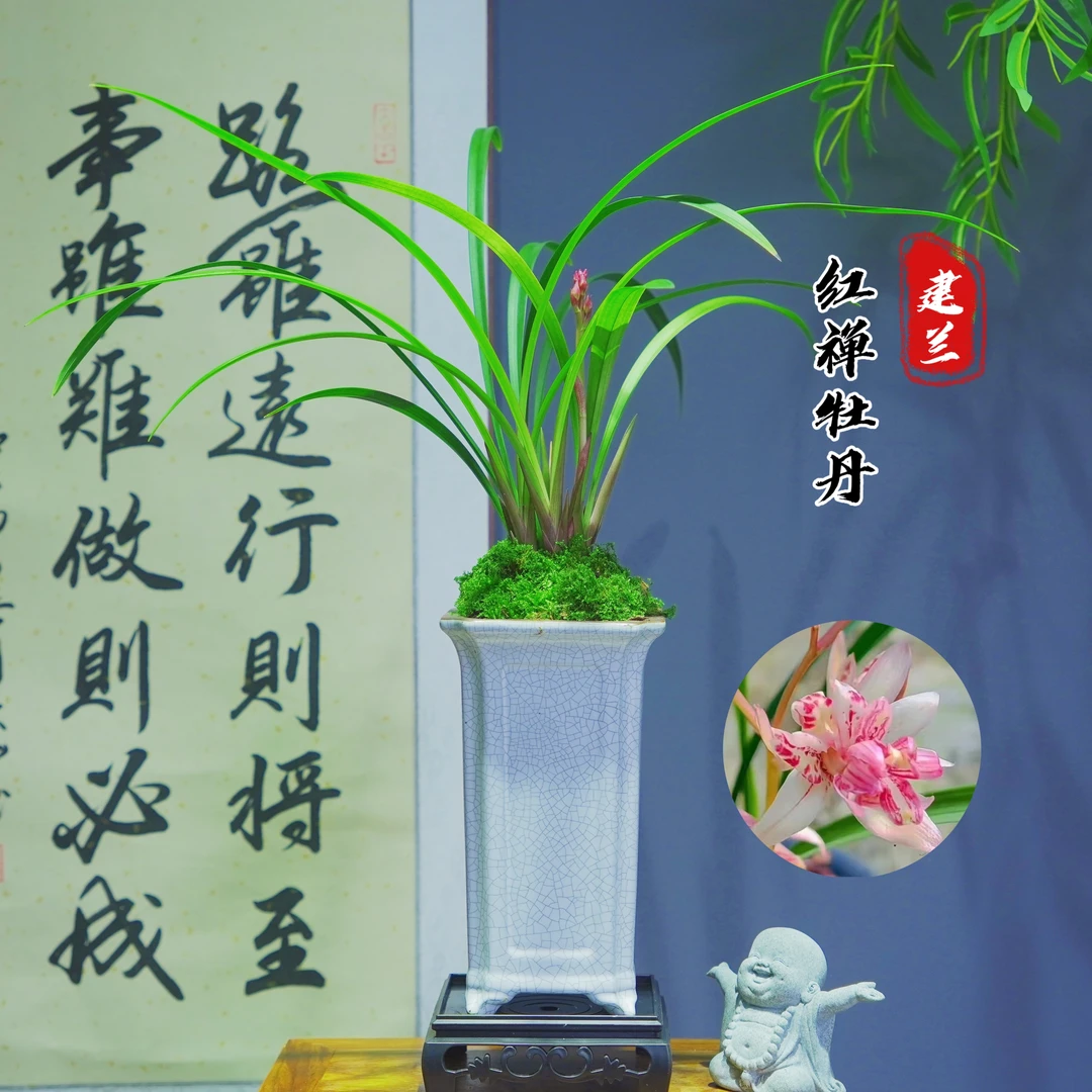 精品兰花红禅牡丹建兰浓香型奇花好养室内办公室盆栽花卉