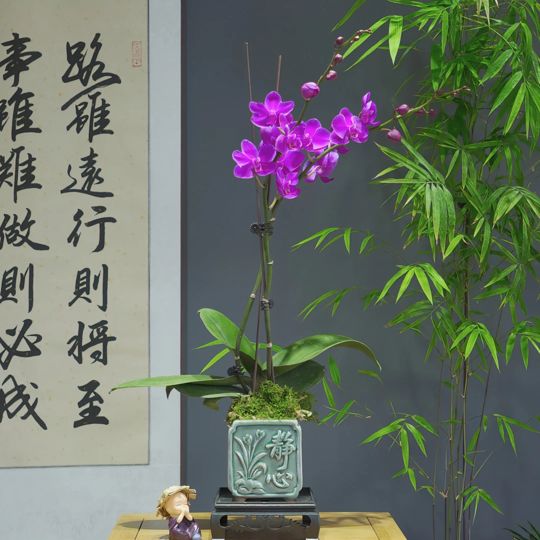 兰花[蝴蝶兰]紫蜻蜓 浓香型带精心陶瓷盆种好勤花勤芽
