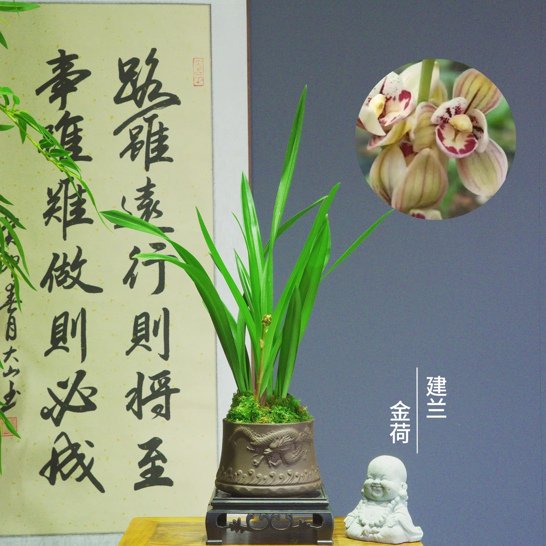 建兰铭品[金荷]带浮雕龙腾陶瓷盆种好适合新手好养易活