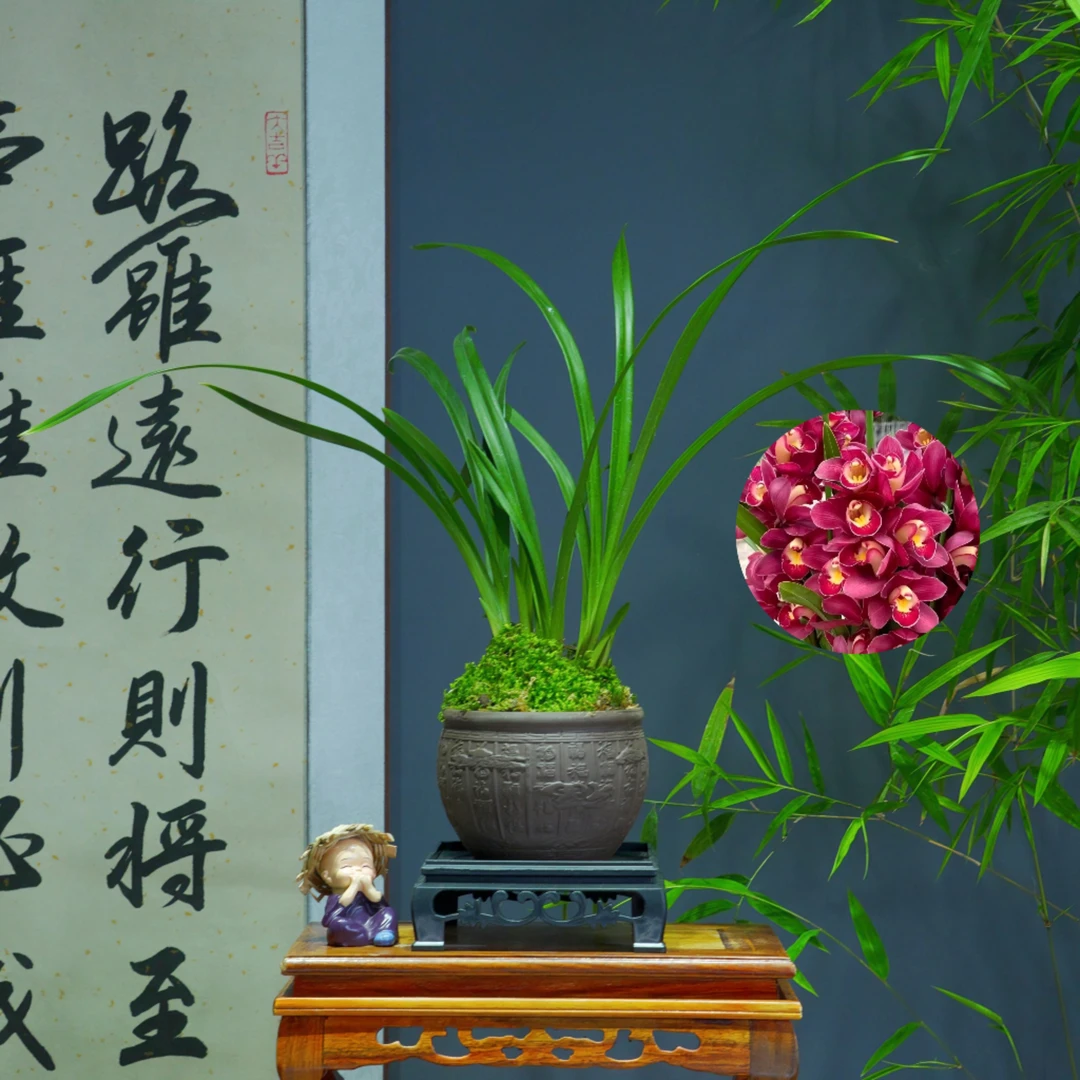 兰花[红宝石]浓香型带陶瓷盆种好勤花勤芽好养易活