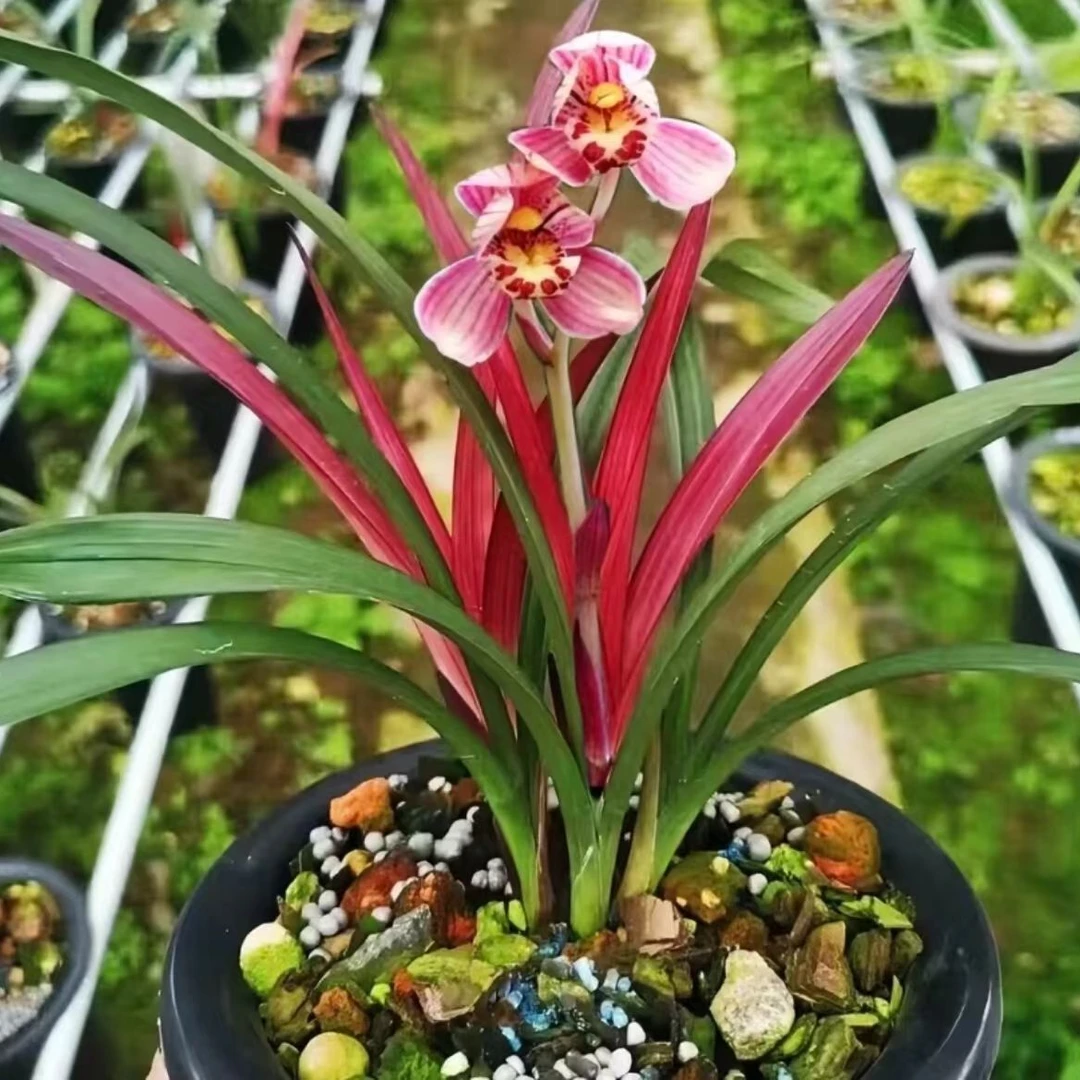 红草红荷--稀有建兰-开花浓香花期6-11月好养名贵兰花