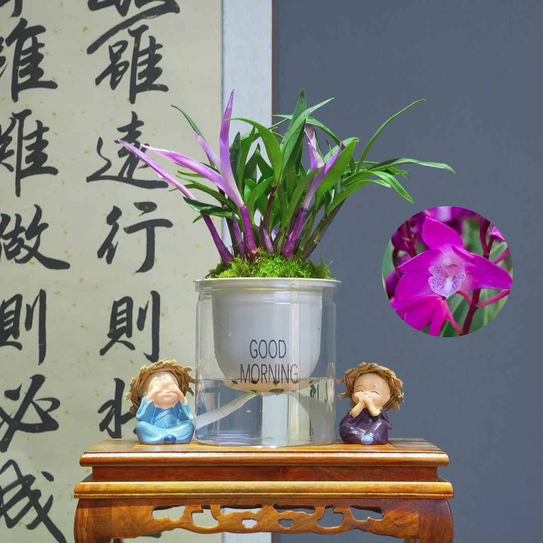 兰花[七彩石斛]浓香型带懒人水培盆种好 好养易活