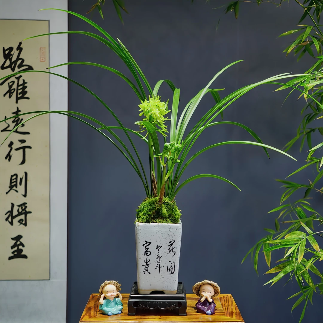 春兰名品 [花开富贵] 浓香型好养易活室内客厅开花盆栽