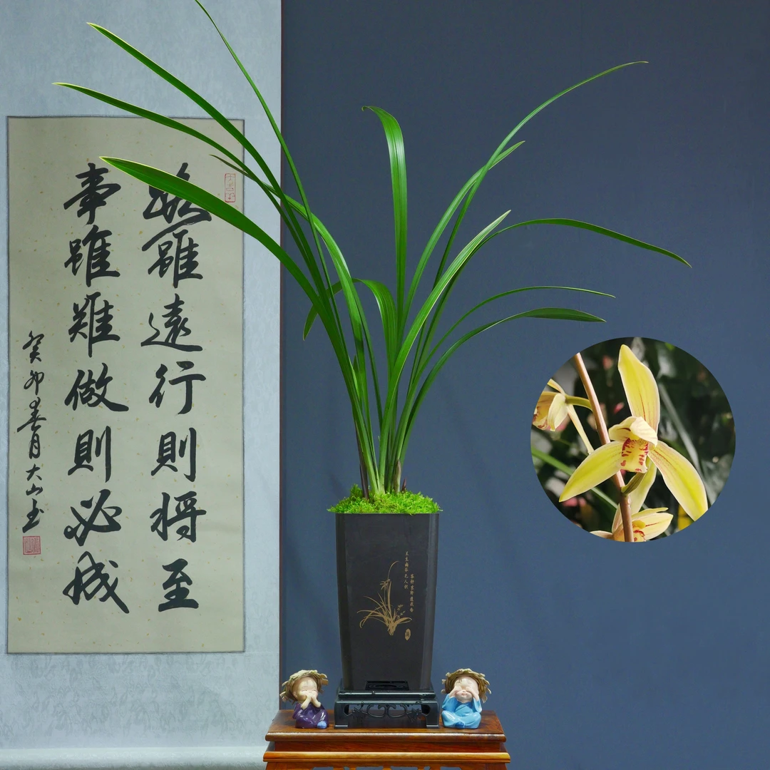 建兰铭品[小桃红]带方正兰花盆种好适合新手好养易活