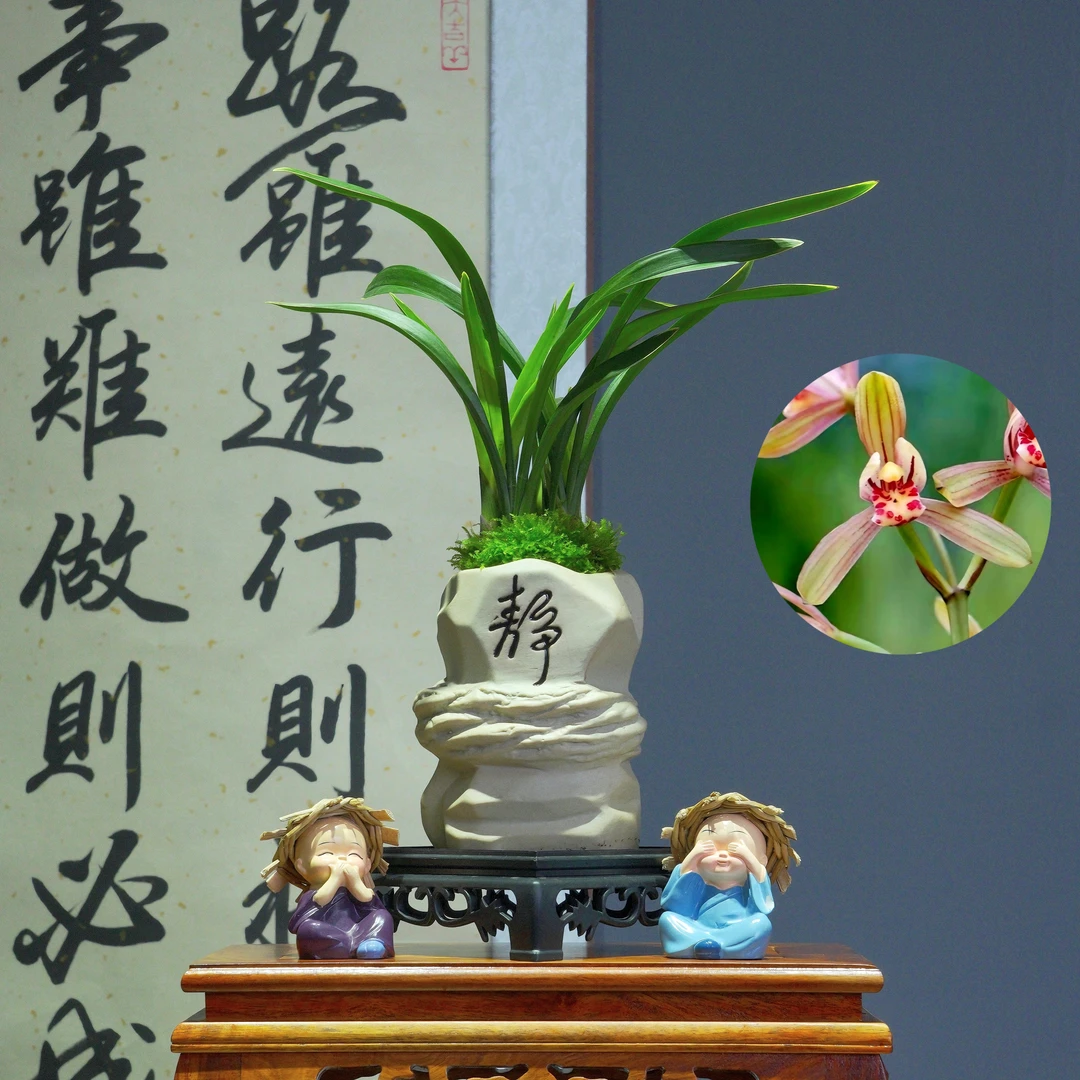 兰花[禅月达摩]带静字白色陶瓷盆种好适合新手好养易活