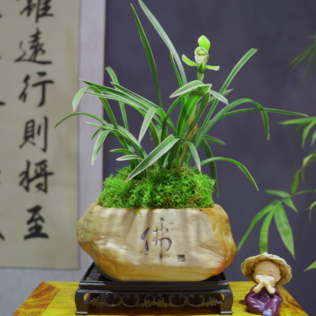 兰花春兰[雪山天草]浓香型梅瓣花经典品种带佛字陶瓷盆种好