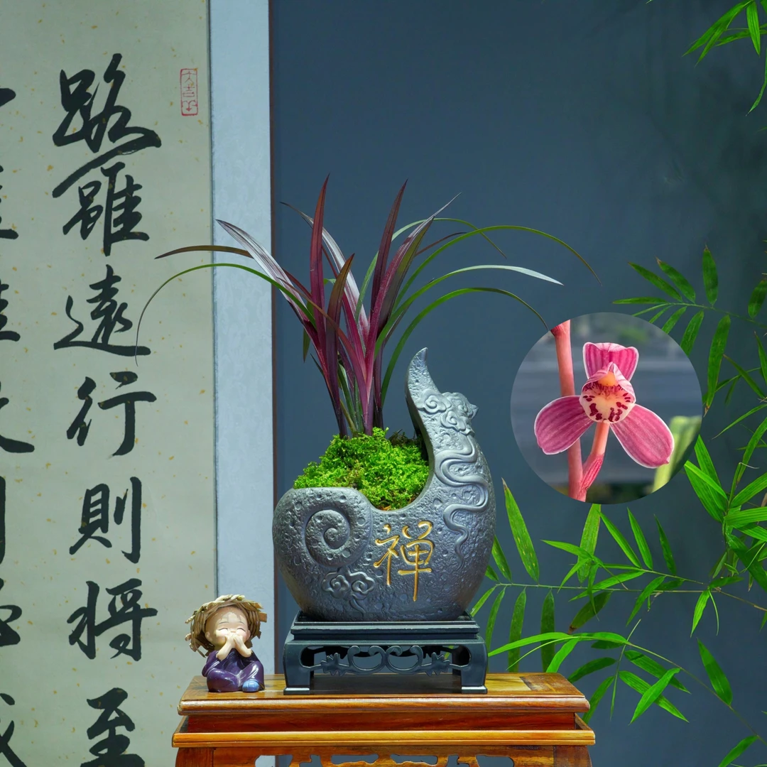 建兰[红草红荷]网红草精品兰花陶瓷盆种好好养活浓香型
