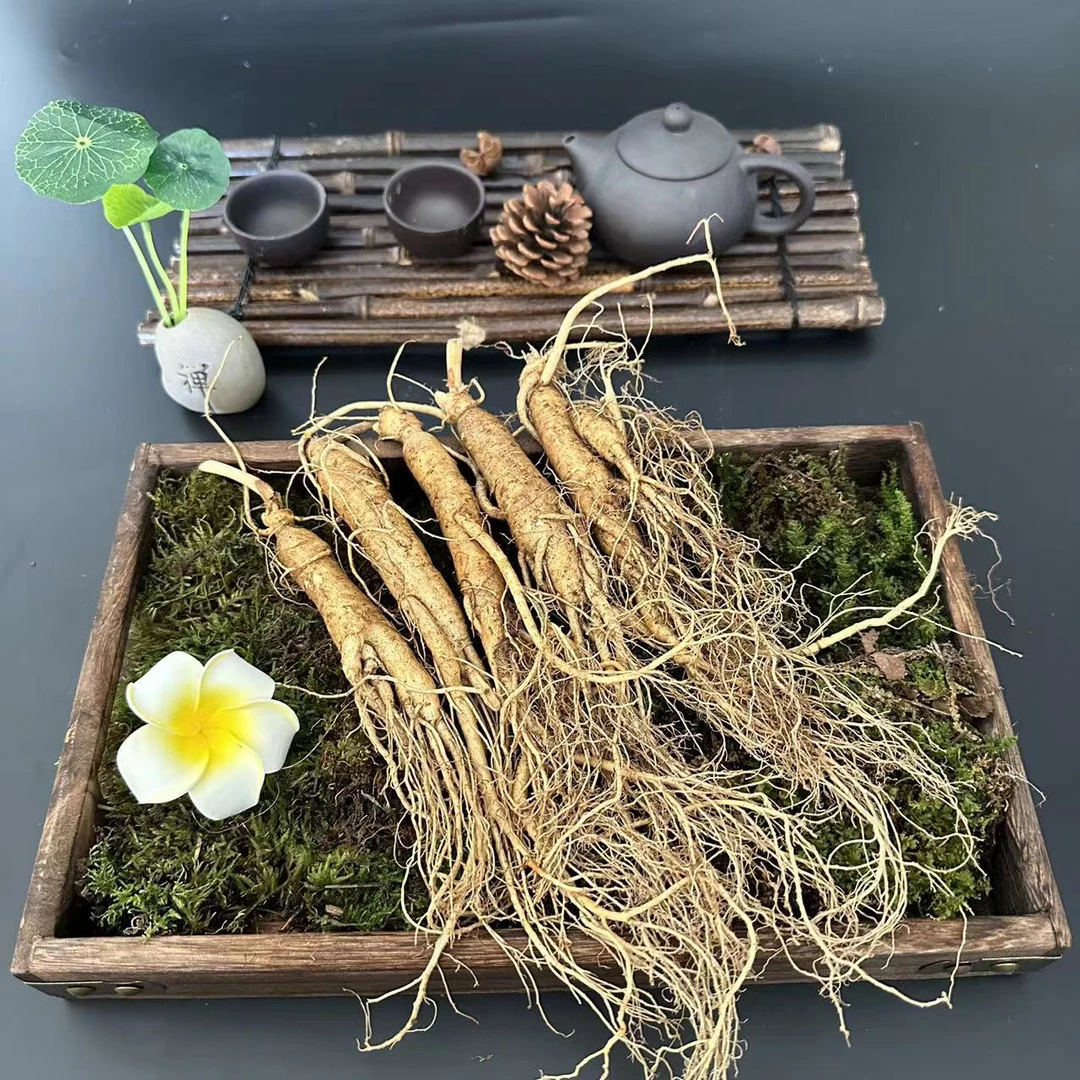 东北长白山新鲜人参 滋补鲜参可晒干食用储存