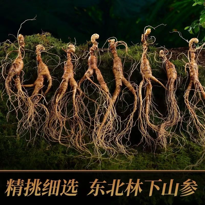 东北长白山滋补 带土新鲜食用林下鲜参坏了包赔泡酒煲汤佳品晒干