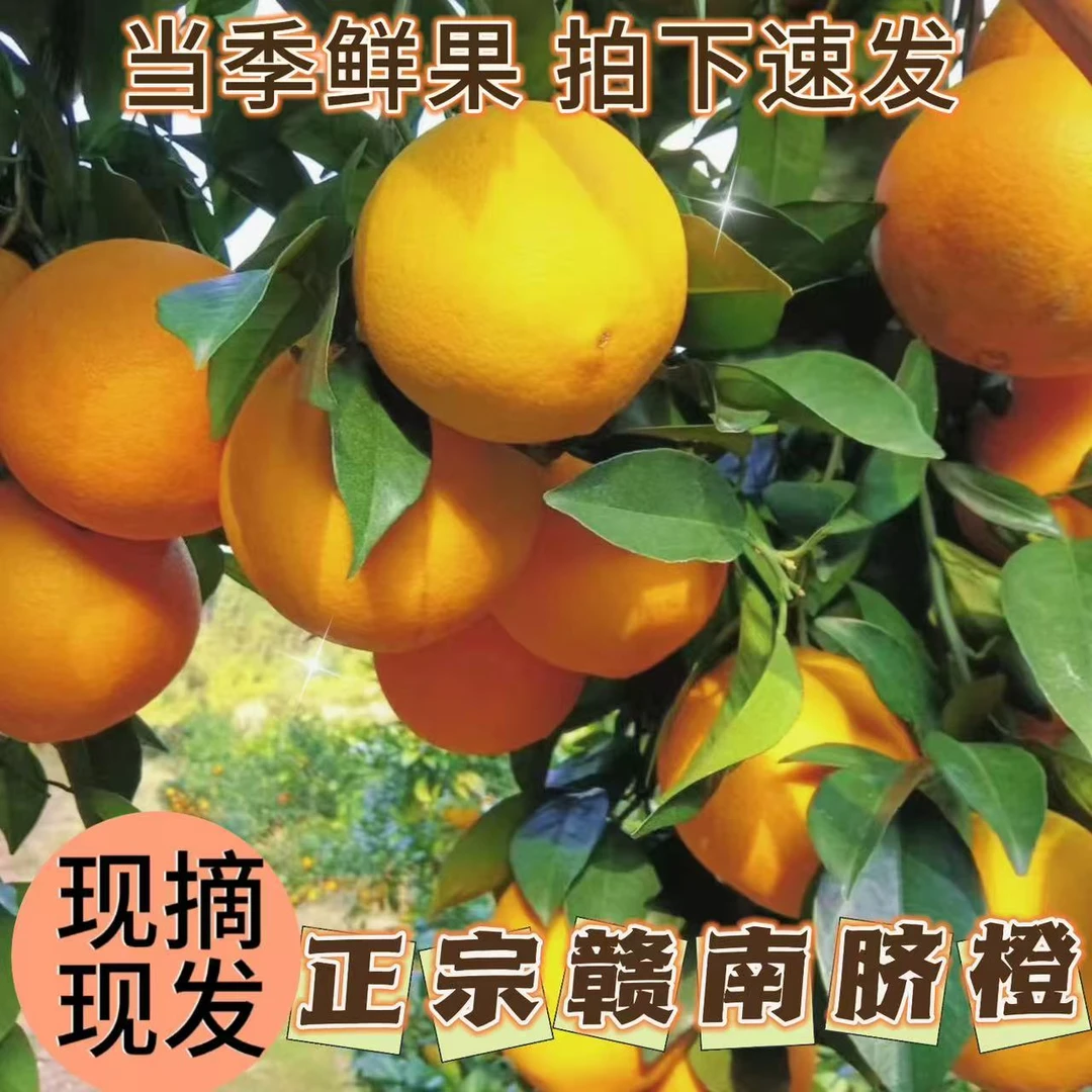 【果园直发】正宗赣南脐橙新鲜当季水果整箱江西赣州产地
