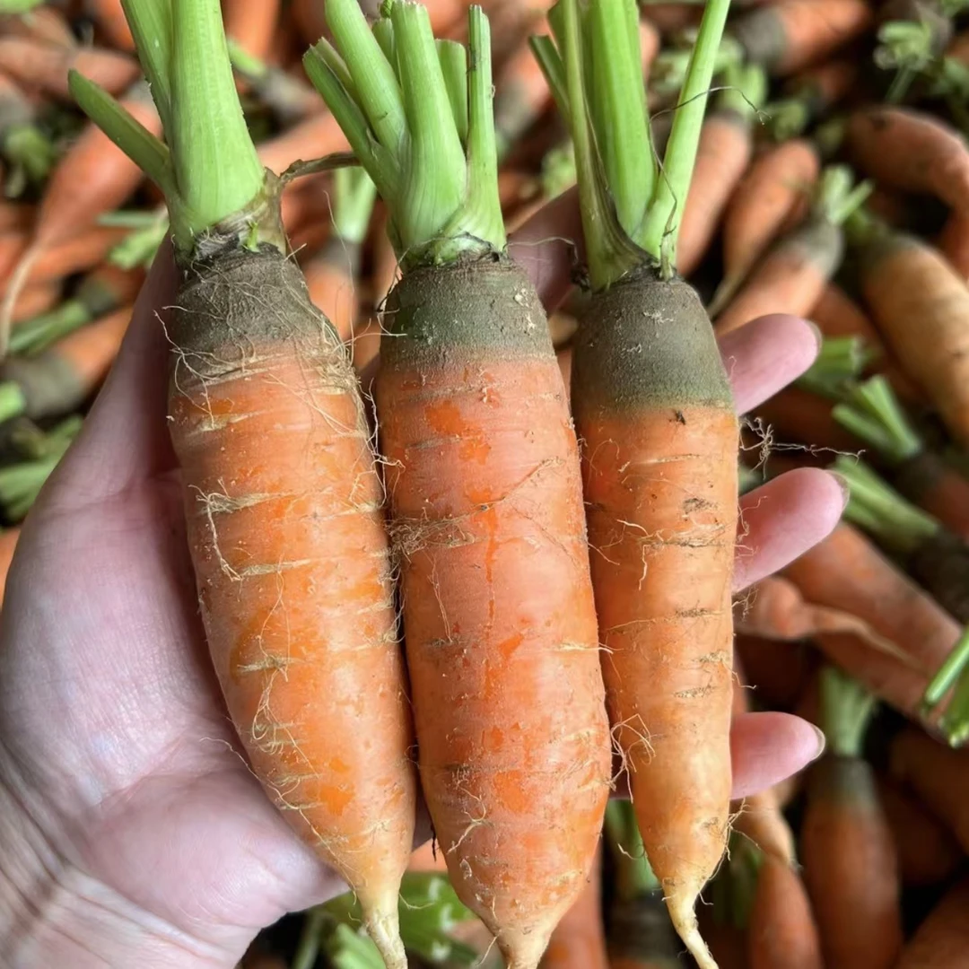 土小胡萝卜 湖南农家土胡萝卜3斤
