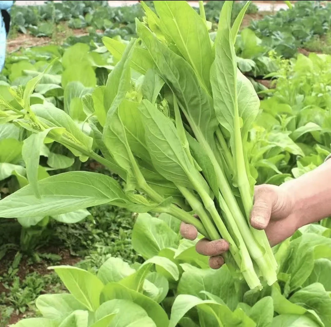 湖南本地农家菜园自采白菜苔  白菜宏儿 白菜苔