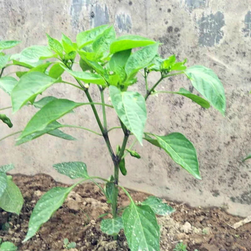 江西特产余干土辣椒苗辣椒秧带花蕊发货10颗20颗30颗包邮