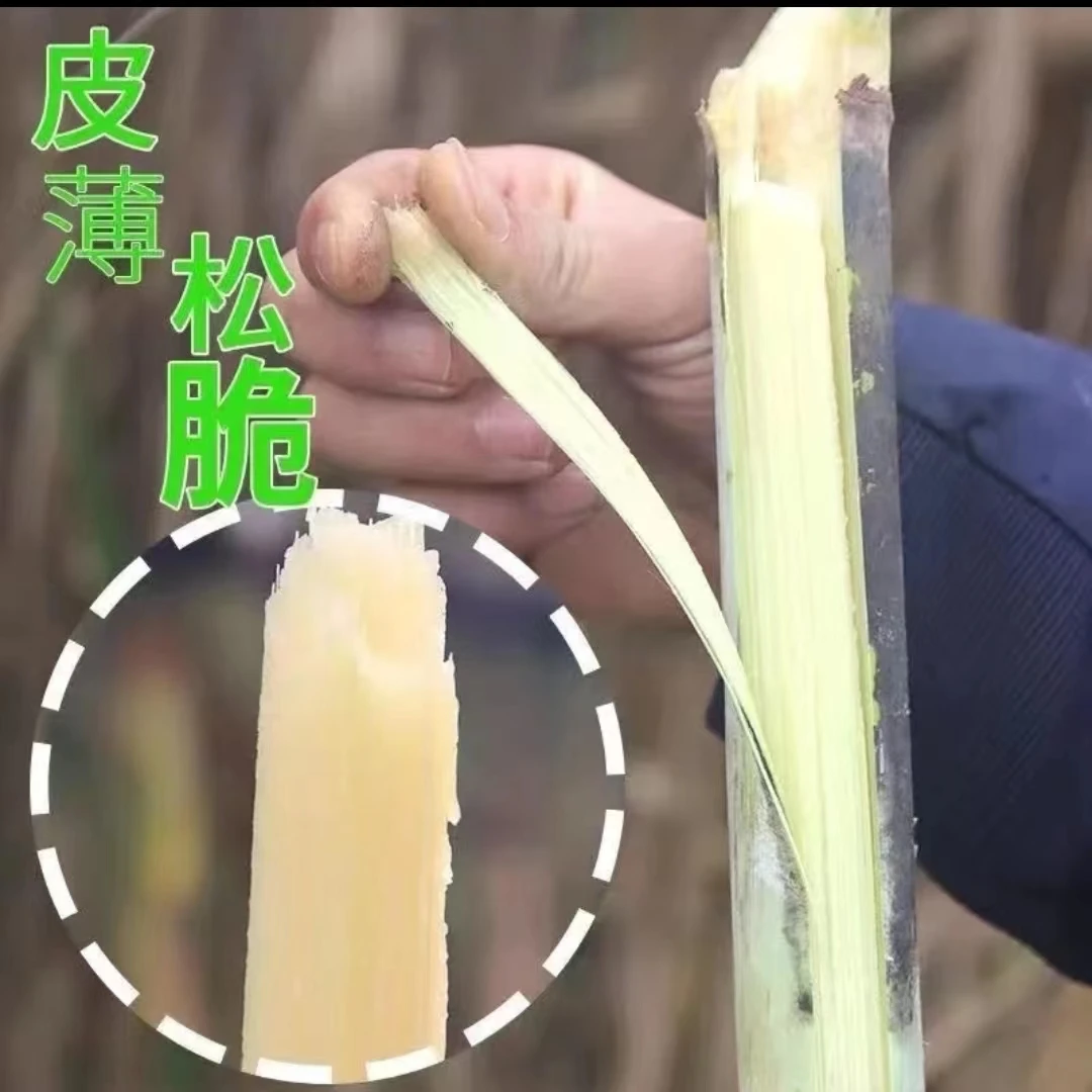 江西上饶当季青皮甘蔗5斤整箱新鲜现砍脆甜汁多水果绿皮甘蔗