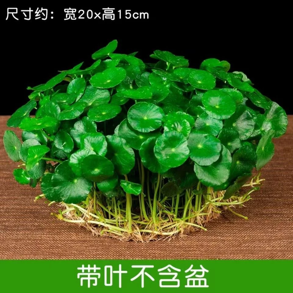铜钱草带叶水培植物招财办公室内盆栽温馨桌面绿植花卉水养金钱草