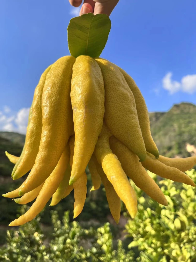 【云南高山佛手】云南佛手柑水培插花清供观赏手玩天然香薰新花材