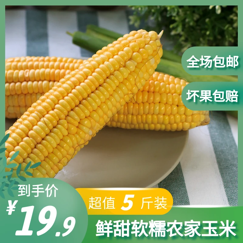 三骏乡夫24年东北黄糯玉米头茬香甜软糯碱土种植/10+2根/160g