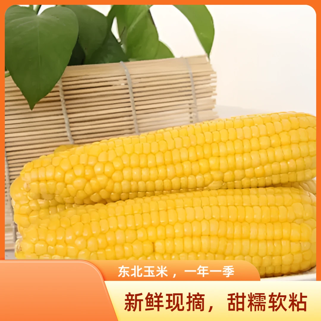 【试吃2支】2024年黄糯玉米软糯香甜16根黑土地种植代餐约5.5-6斤