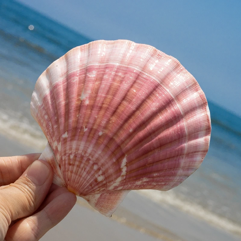 精品夏威夷大扇贝 diy绘画儿童海洋科普贝壳大号天然海螺造景摆件