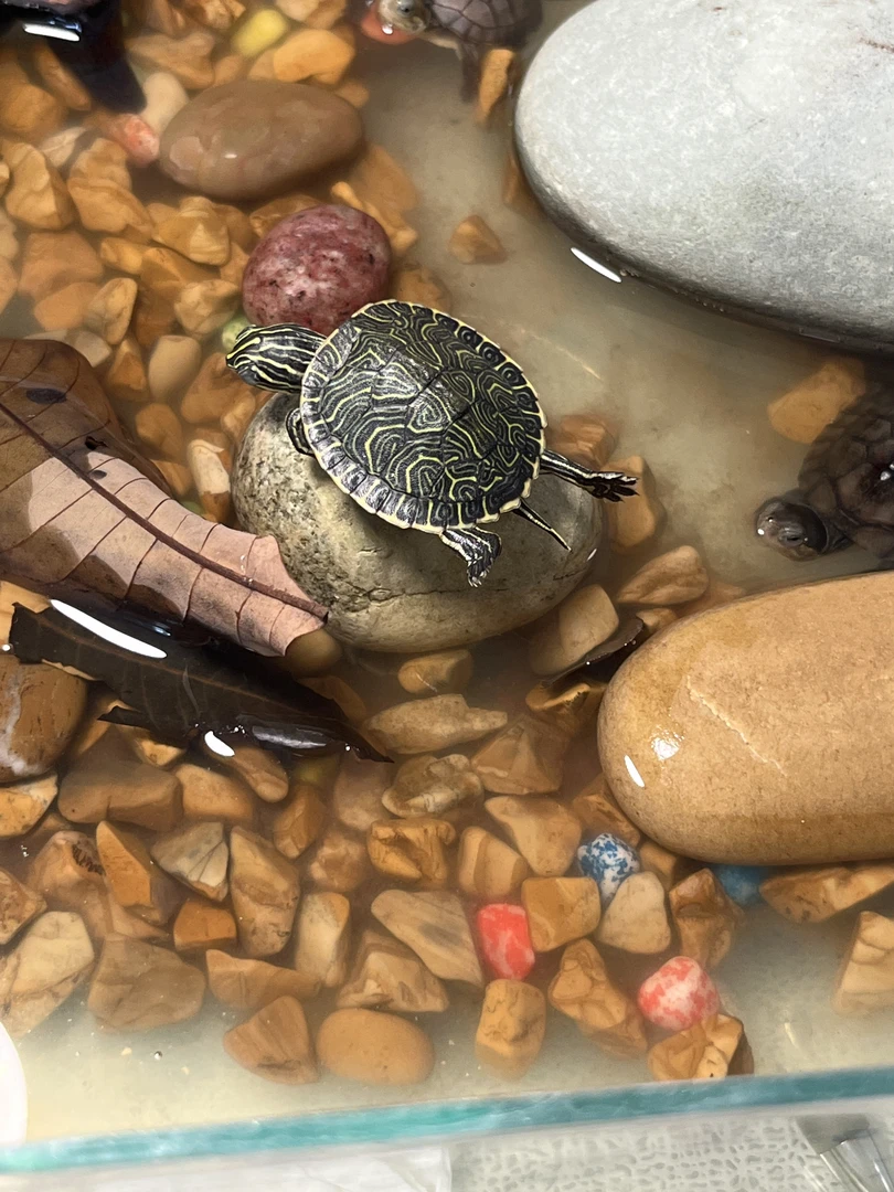 乌龟发货链接（京东！）发货链接