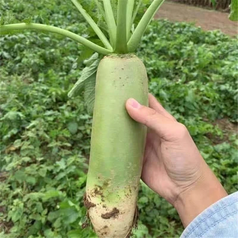 河南现挖青萝卜微辣萝卜1斤/5斤/9斤