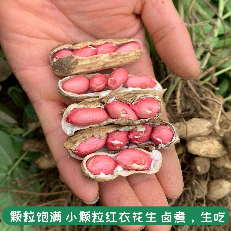 2024年现摘现发新鲜红皮带壳花生生吃清脆熟吃香甜颗粒饱满1-5斤