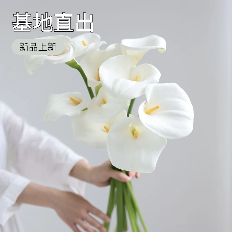 国产淡雅白色马蹄莲10支装（A级鲜切花70-80公分）基地直出